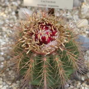 Melocactus oreas met groene bolvormige cactus en rode doornen.
