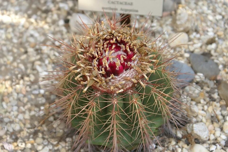Melocactus oreas met groene bolvormige cactus en rode doornen.