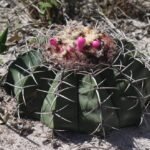 Melocactus paucispinus cactus met lange, gebogen stekels in Bahia, Brazilië.