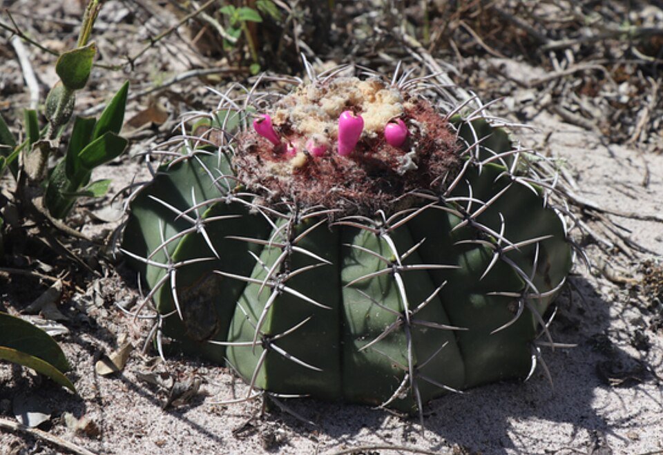 Melocactus paucispinus cactus met lange, gebogen stekels in Bahia, Brazilië.