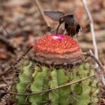 Melocactus zehntneri cactus met felgroene stekels.