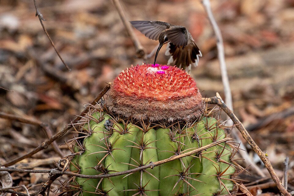 Melocactus zehntneri cactus met felgroene stekels.
