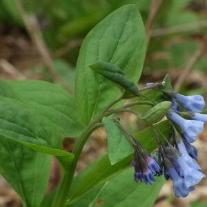Bloemen van de Mertensia virginica plant op Trillium Trail.