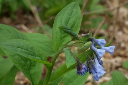 Bloemen van de Mertensia virginica plant op Trillium Trail.