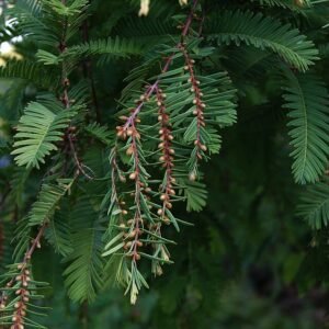 Watercipresboom met afgeplatte kegels op een tak.