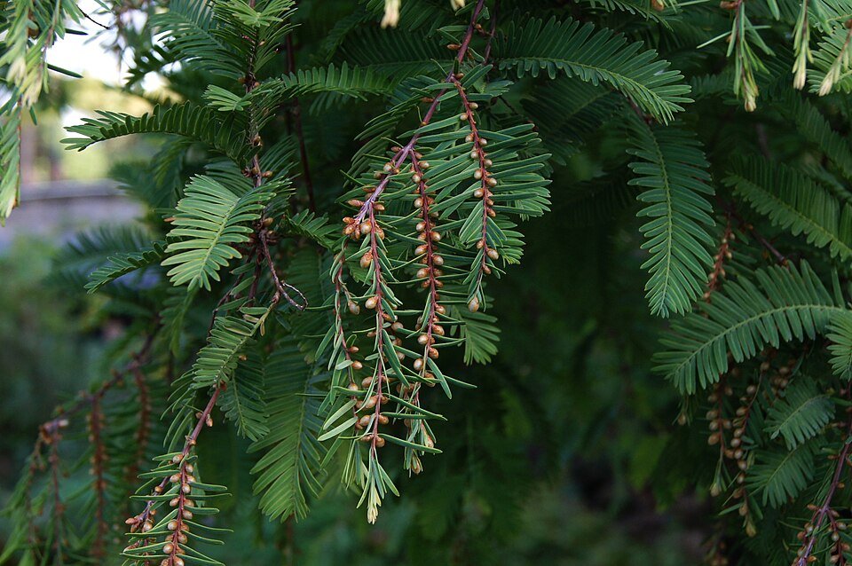 Watercipresboom met afgeplatte kegels op een tak.