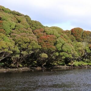 Bloeiende Metrosideros umbellata plant met rode bloemen en groene bladeren.