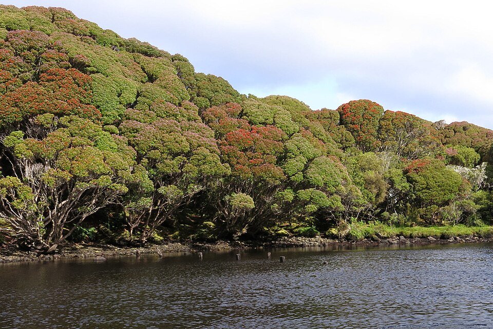 Bloeiende Metrosideros umbellata plant met rode bloemen en groene bladeren.