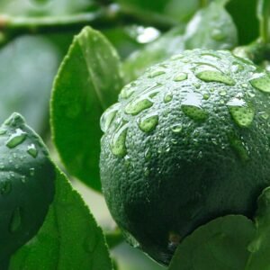 Verse Meyer-citroen op een witte achtergrond.