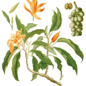 Magnolia champaca bloem in close-up op groen blad.