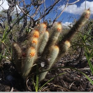 Gele bloemen cactus van Micranthocereus flaviflorus uit Bahia, Brazilië.