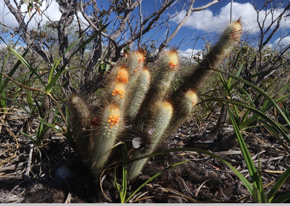 Gele bloemen cactus van Micranthocereus flaviflorus uit Bahia, Brazilië.
