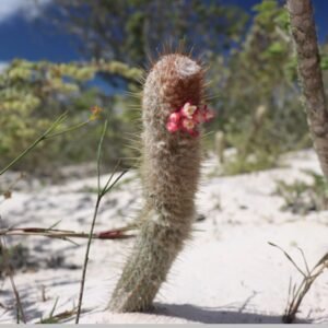 Micranthocereus polyanthus cactus met meerdere stengels en kleine roze bloemen in een natuurlijke omgeving.