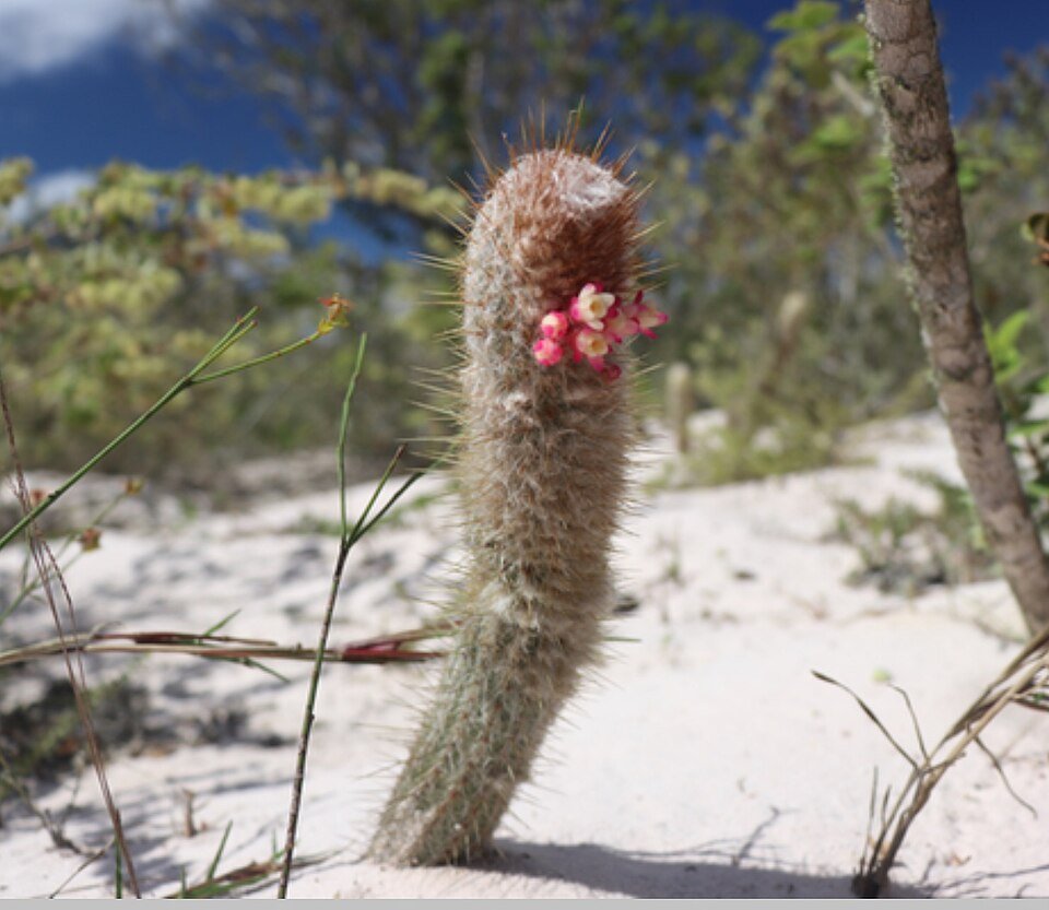 Micranthocereus polyanthus cactus met meerdere stengels en kleine roze bloemen in een natuurlijke omgeving.