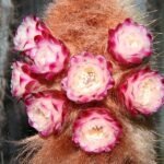 Purple flowering Micranthocereus purpureus cactus on green stems.