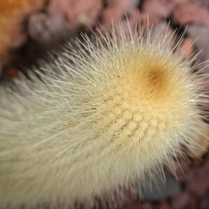 Micranthocereus streckeri cactus bloeit met paarse bloemen van bovenaf gezien.