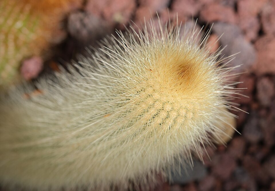 Micranthocereus streckeri cactus bloeit met paarse bloemen van bovenaf gezien.