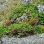 Microbiota decussata plant met dicht groen blad en rode bessen in tuinsetting.