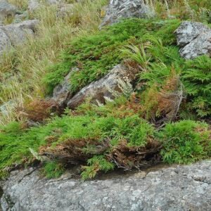 Microbiota decussata plant met dicht groen blad en rode bessen in tuinsetting.