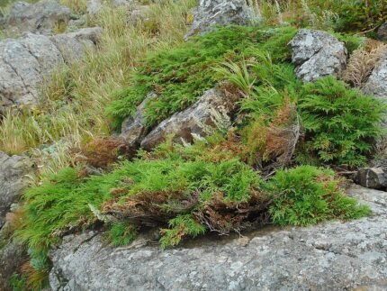 Microbiota decussata plant met dicht groen blad en rode bessen in tuinsetting.