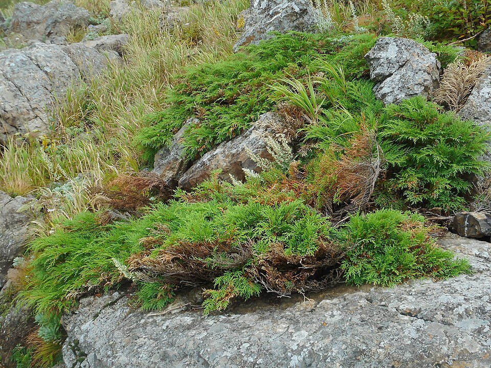 Microbiota decussata plant met dicht groen blad en rode bessen in tuinsetting.