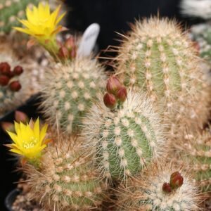 Mila caespitosa plant met groen blad en witte bloemen in pot.