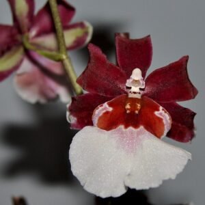 Purple Miltonidium orchid flower on white background.