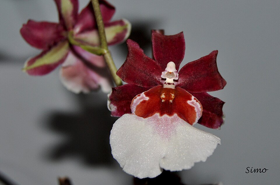 Purple Miltonidium orchid flower on white background.