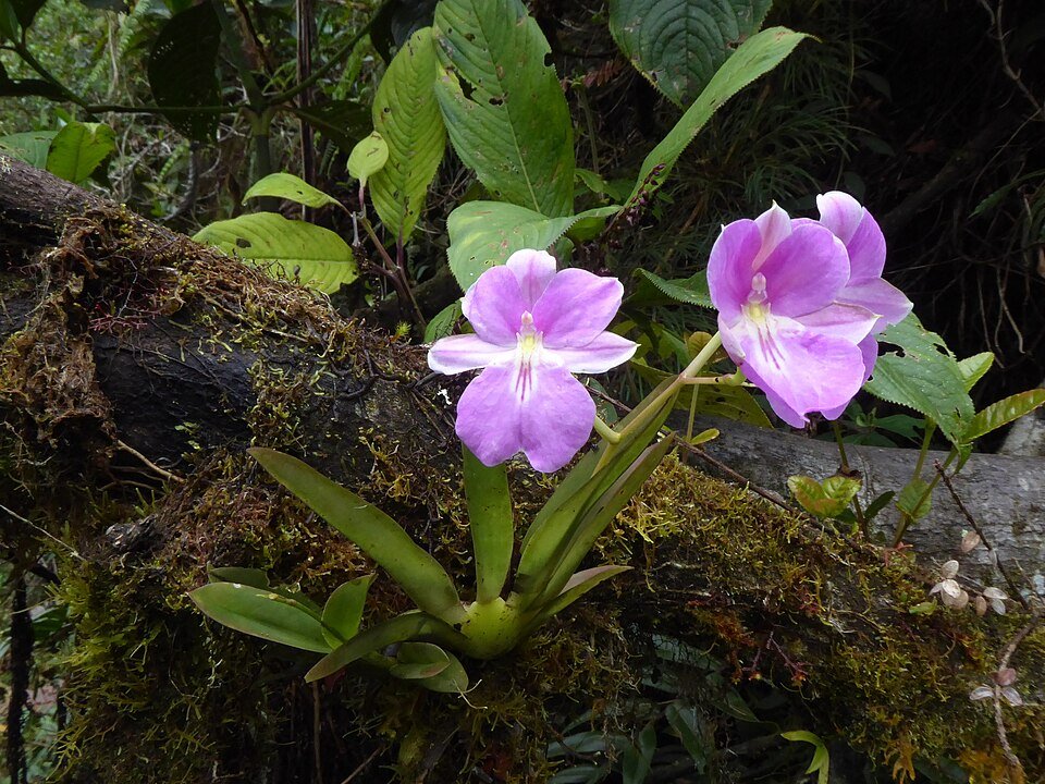 Miltoniopsis bismarckii orchideebloem in zachte tinten en complexe bloemblaadjes.