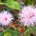 Bloeiende Kruidje-roer-mij-niet plant met roze bloemen en groen blad.