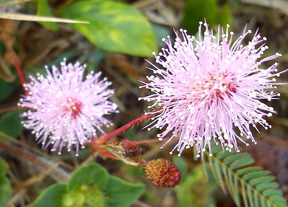 Bloeiende Kruidje-roer-mij-niet plant met roze bloemen en groen blad.