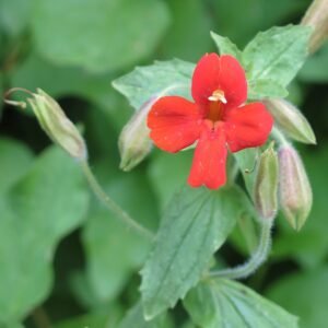 Rood monkeyflower bloem dichtbij.