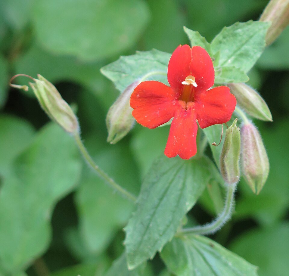 Rood monkeyflower bloem dichtbij.