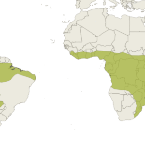 Rhipsalis baccifera cactus met hangende bladeren en witte bessen.