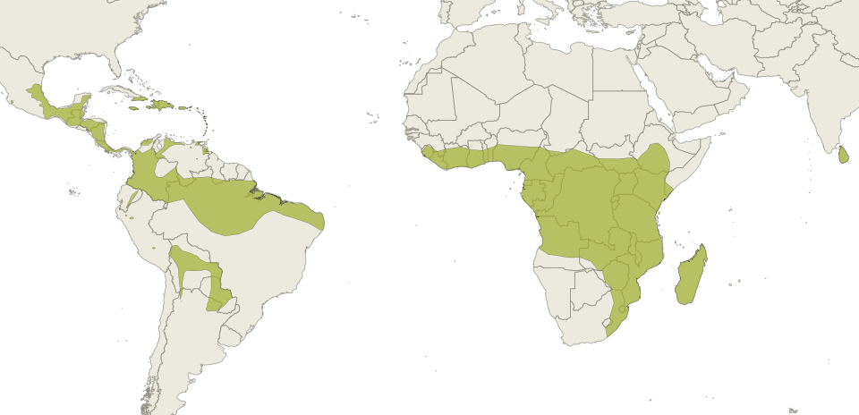Rhipsalis baccifera cactus met hangende bladeren en witte bessen.
