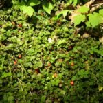 Mitchella repens bessen op groen blad - close-up van rode bessen.