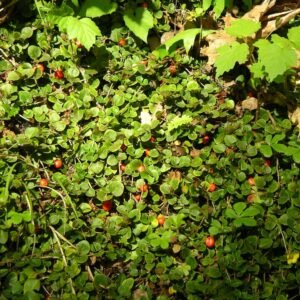 Mitchella repens bessen op groen blad - close-up van rode bessen.