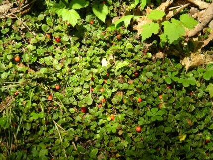 Mitchella repens bessen op groen blad - close-up van rode bessen.