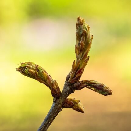 Moeraseik boom met groen blad en kalkrijke grond attribuut.