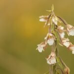 Moeraswespenorchis bloem op kalkrijke grond, winterhard.