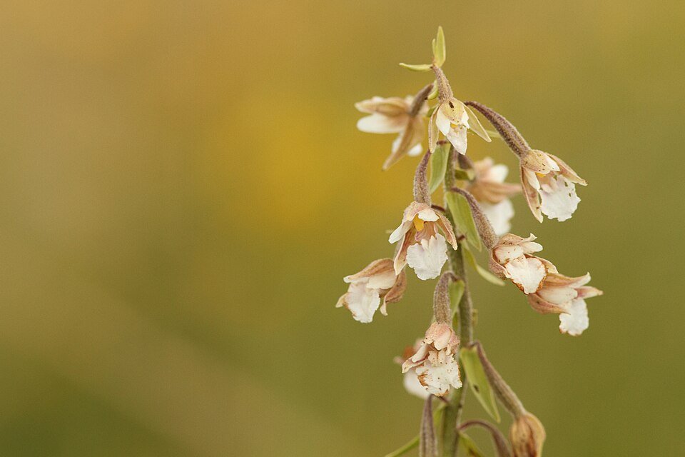 Moeraswespenorchis bloem op kalkrijke grond, winterhard.
