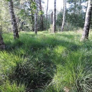Molinia caerulea plant in natural setting with blue-green foliage.