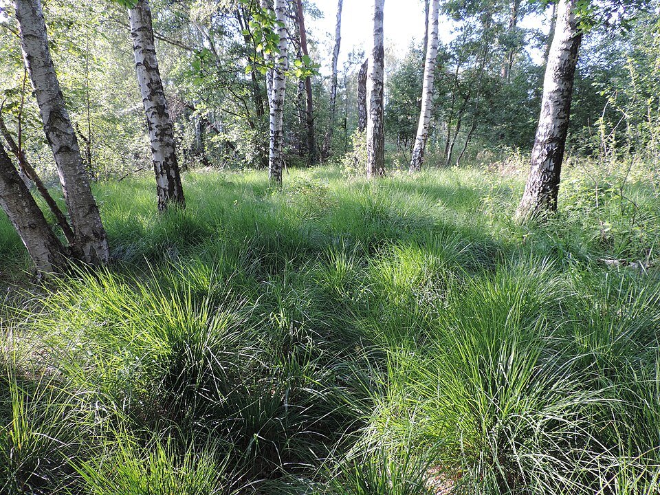 Molinia caerulea plant in natural setting with blue-green foliage.