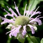 Monarda fistulosa bloeiende paarse plant met groene bladeren.