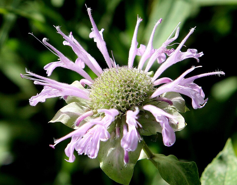 Monarda fistulosa bloeiende paarse plant met groene bladeren.