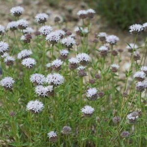 Monardella odoratissima plant met levendige paarse bloemen en groene bladeren in een Californische tuin.