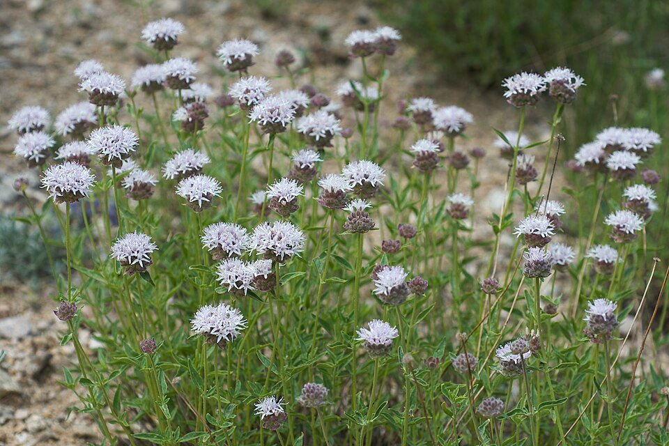 Monardella odoratissima plant met levendige paarse bloemen en groene bladeren in een Californische tuin.