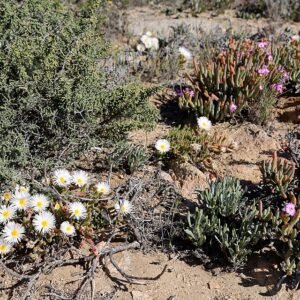 Monilaria moniliformis plant met ronde groene bladeren, gelijkend op kralen.