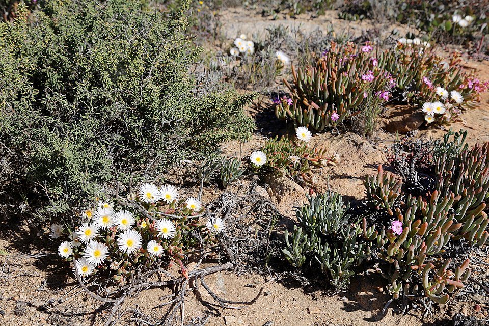 Monilaria moniliformis plant met ronde groene bladeren, gelijkend op kralen.