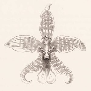 Rossioglossum insleayi orchidee met gele en roze bloemen en groen blad.